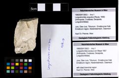 Foto (Objekt + Etiketten) von Longodromites excisus (von Meyer 1857) 